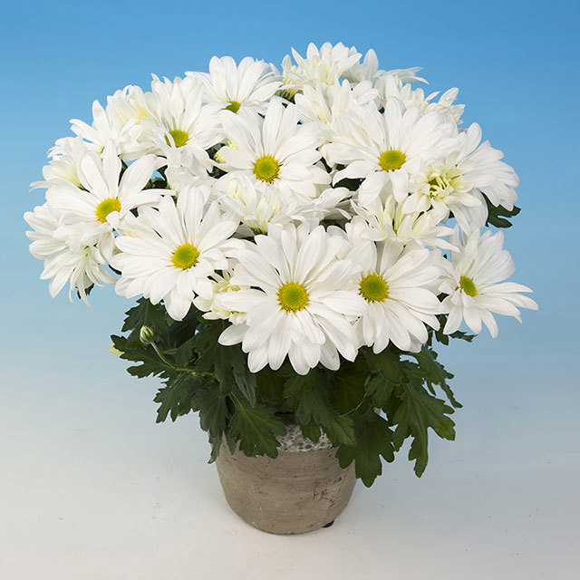 Chrysanthemum Victor White Fine Webbing