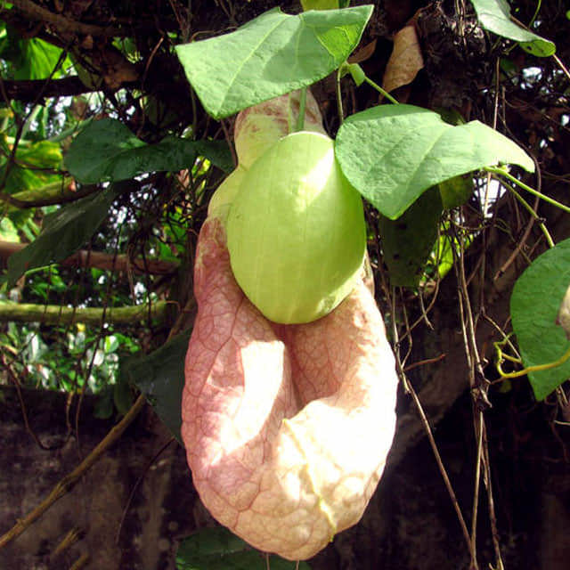 Aristolochia gigantea