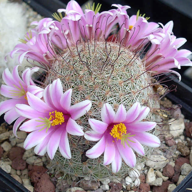 Mammillaria microhelia