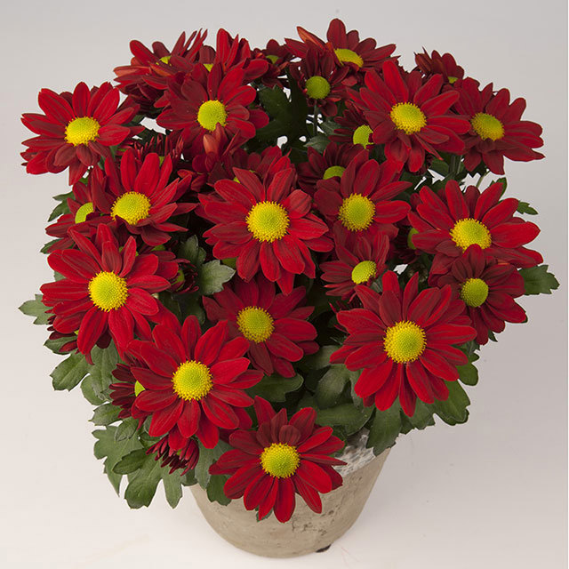 Chrysanthemum Domingos Fine Webbing