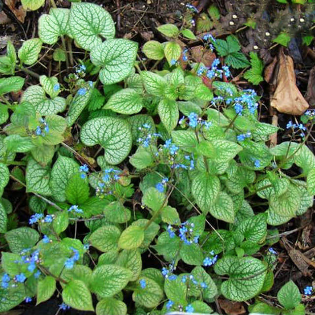 Brunnera macrophylla