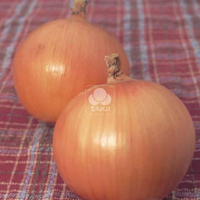 Onion Precorio F1 Brown Leaf Tips