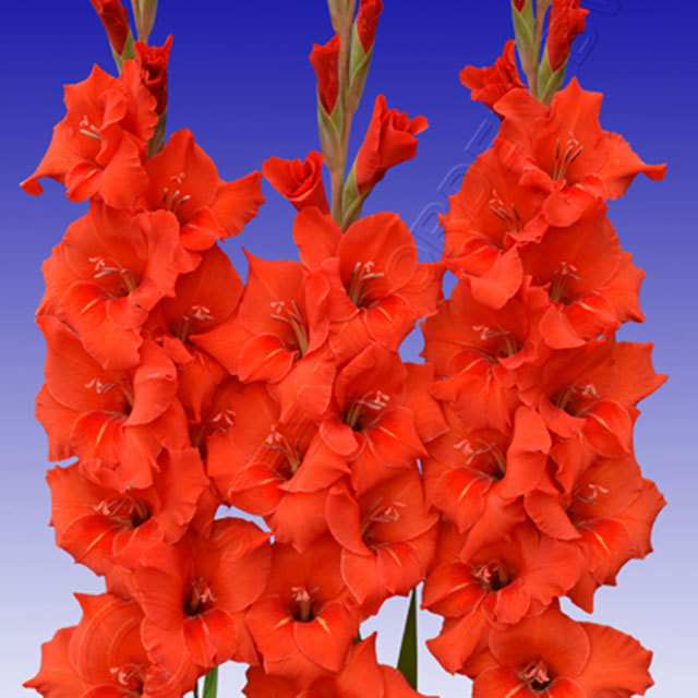 Gladiolus Magma