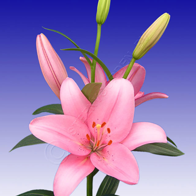 Lilium Hybrid Termolie Ragnatele sottili