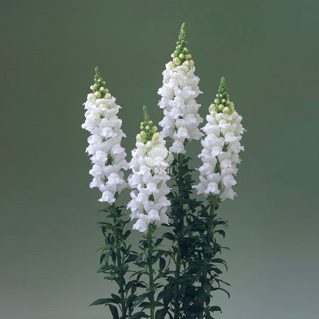 Antirrhinum majus White