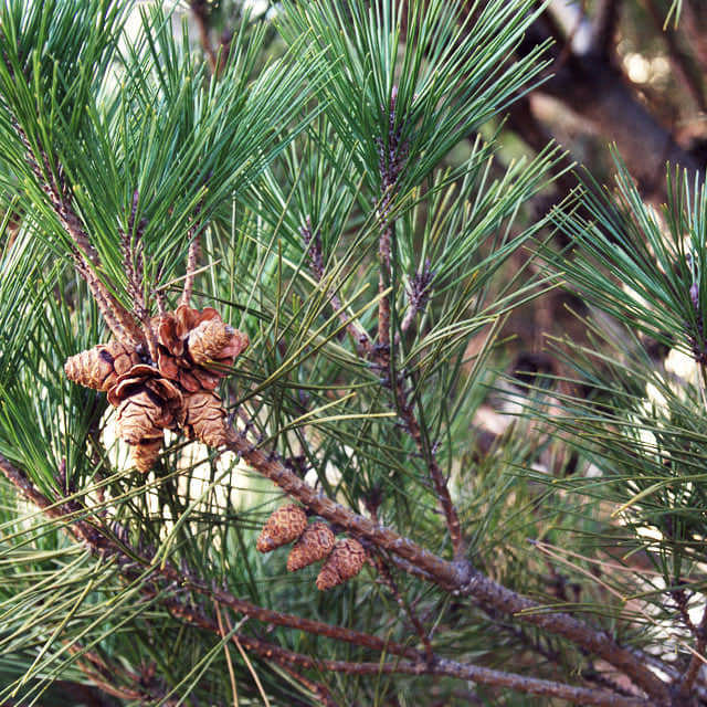 Pinus densiflora umbraculifera