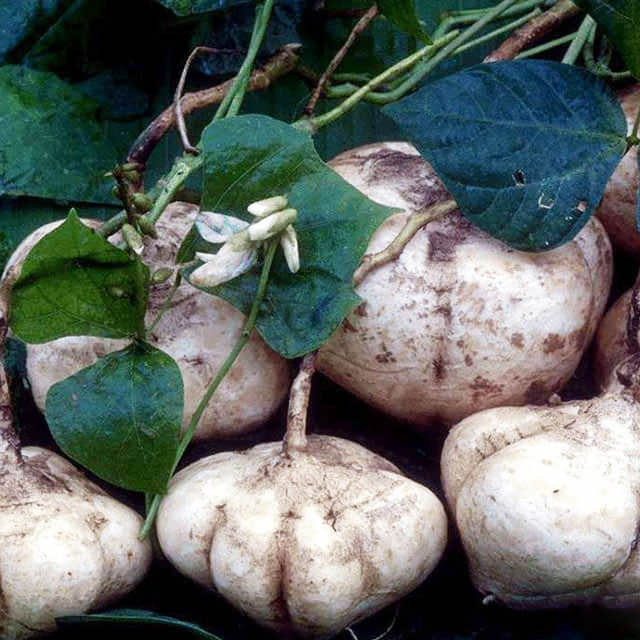 Pachyrhizus erosus