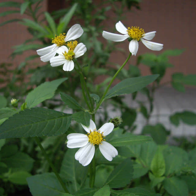 Bidens pilosa