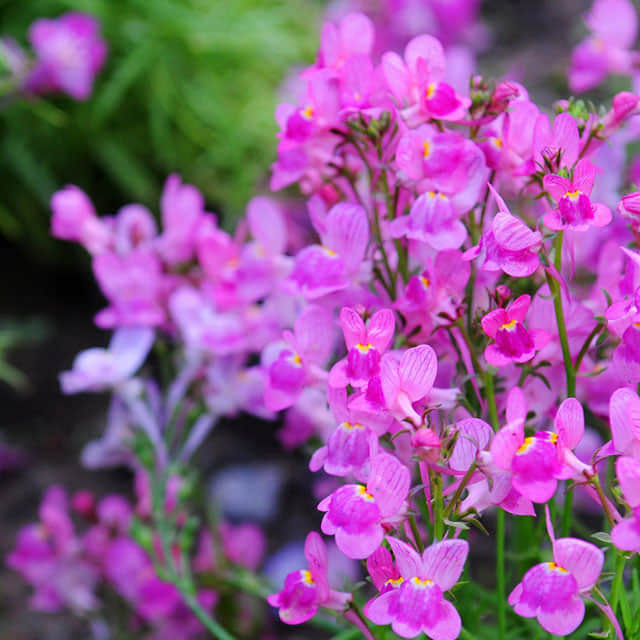 Linaria vulgaris Macchie bianche cotonose