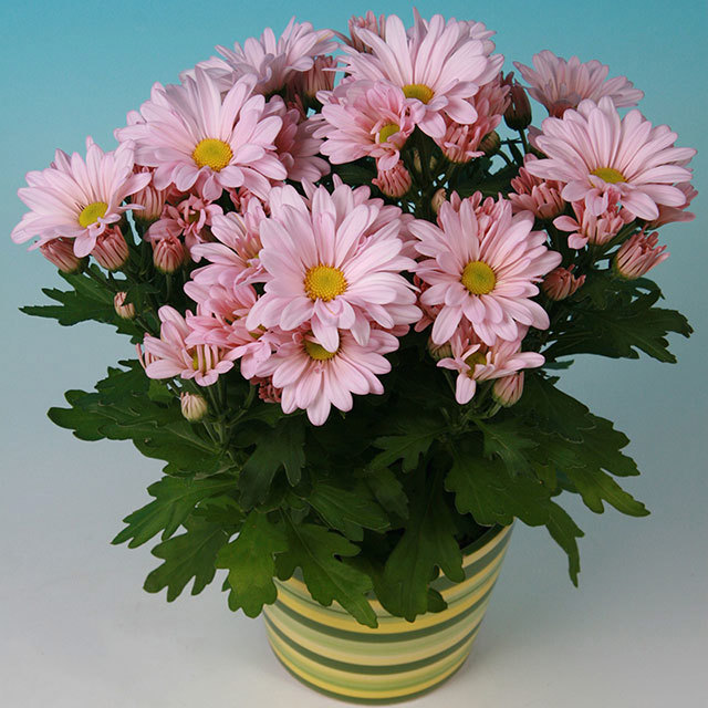 Chrysanthemum Gerson White Powder