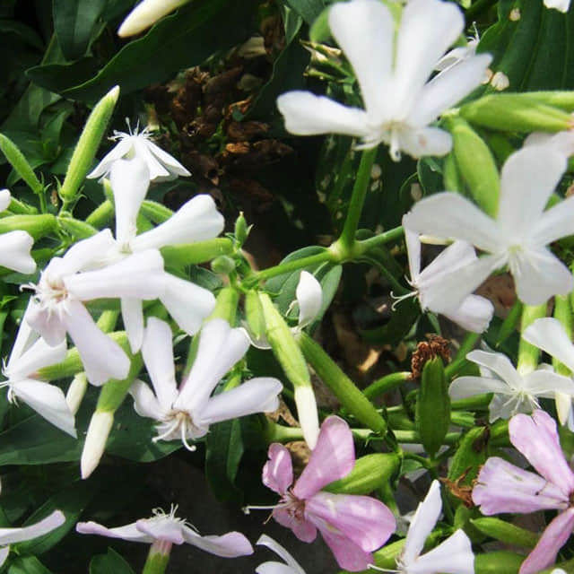 Saponaria officinalis