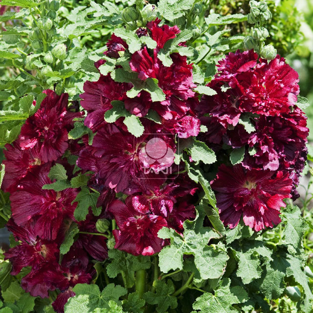 Alcea Crimson