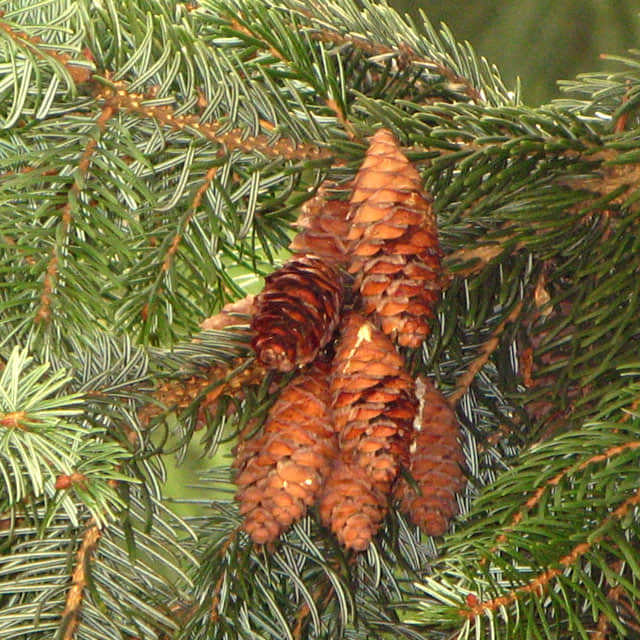 Picea omorika