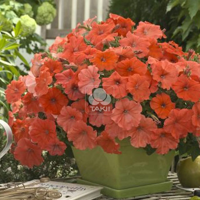 Petunia African Sunset