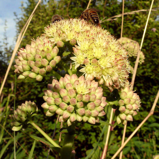 Sedum maximum