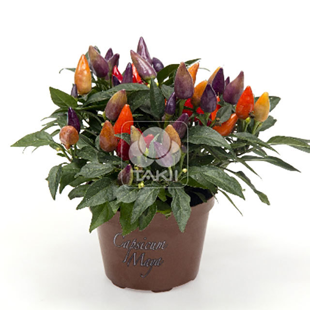 Capsicum annuum Salsa Multicolor GT36 Tiny Black Flies
