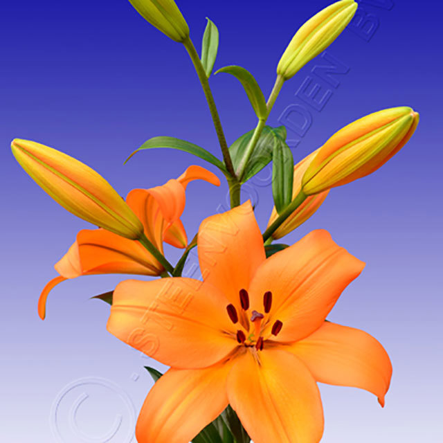 Lilium LA Hybrid Riverside Ragnatele sottili