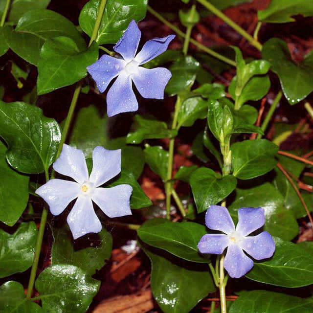 Vinca major