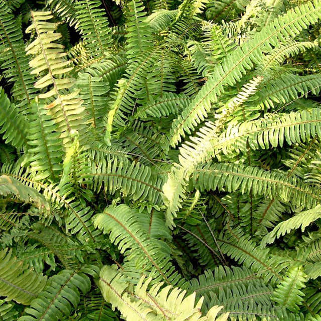 Davallia mariesii (Hares Foot Fern)