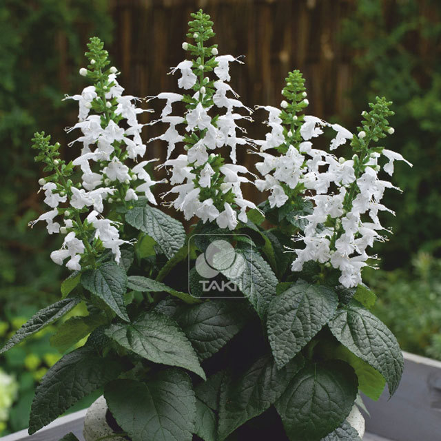 Salvia Summer Jewel White