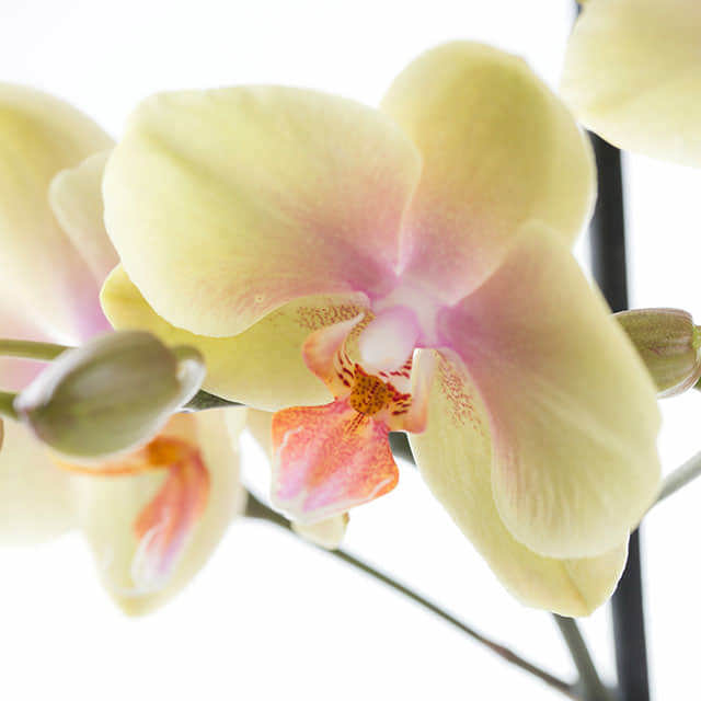 Phalaenopsis Yellow