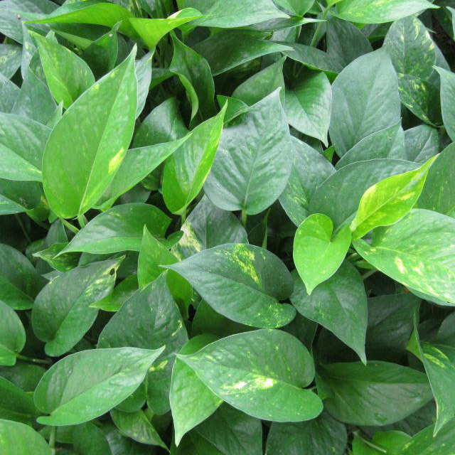 Epipremnum aureum Golden Pothos