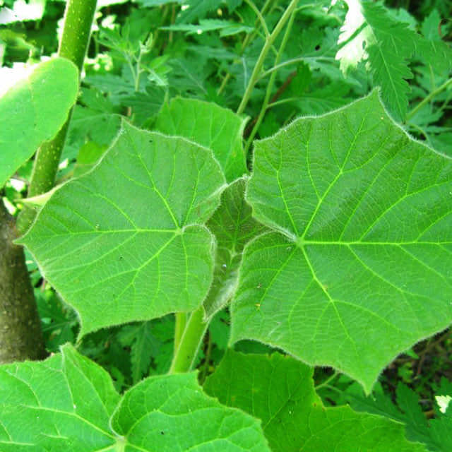 Paulownia