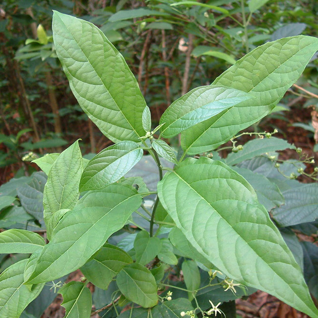 Isatis indigotica