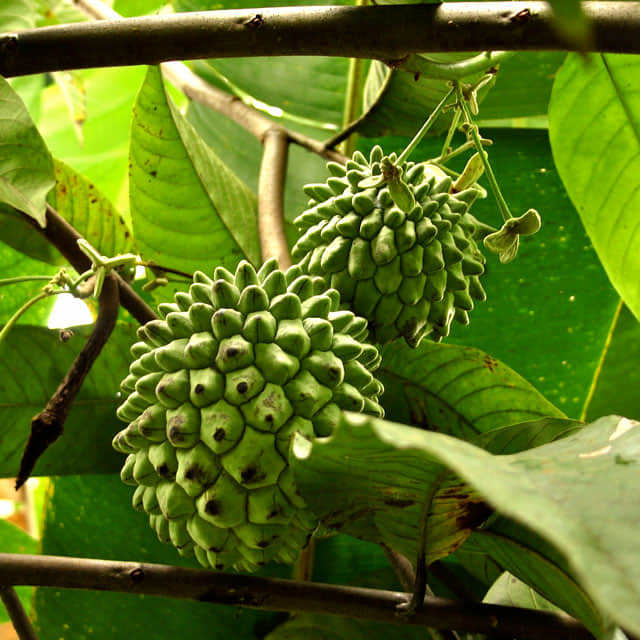 Annona cherimola