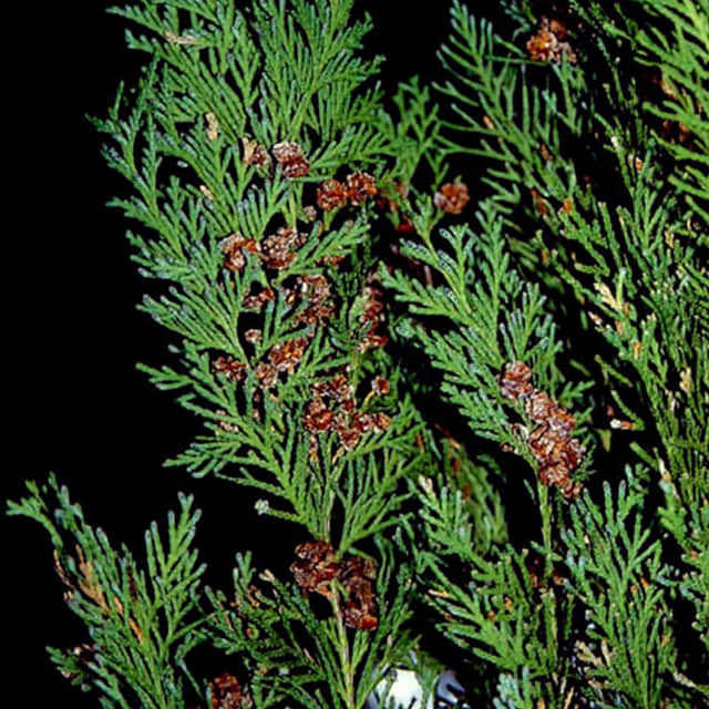 Chamaecyparis lawsoniana