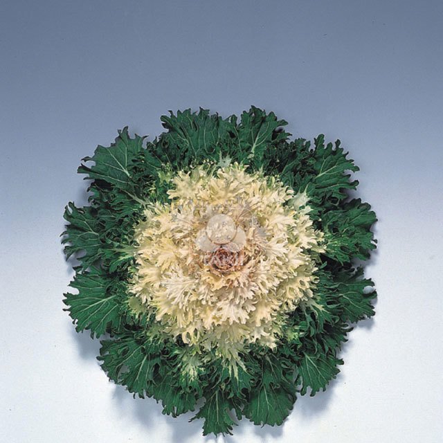 Brassica Coral F1 Feather Prince
