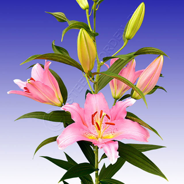 Lilium oriental Lombardia Fine Webbing