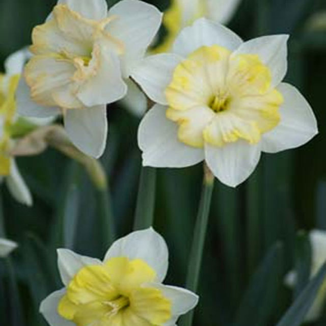 Narcissus Changing Colors