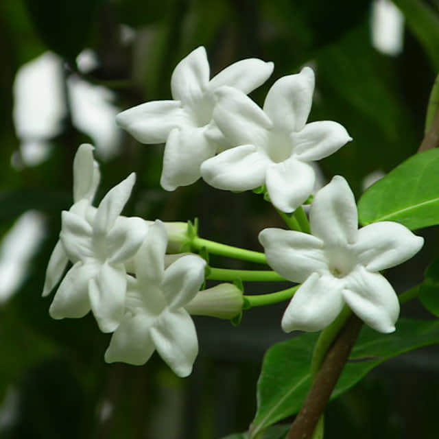 Stephanotis floribunda