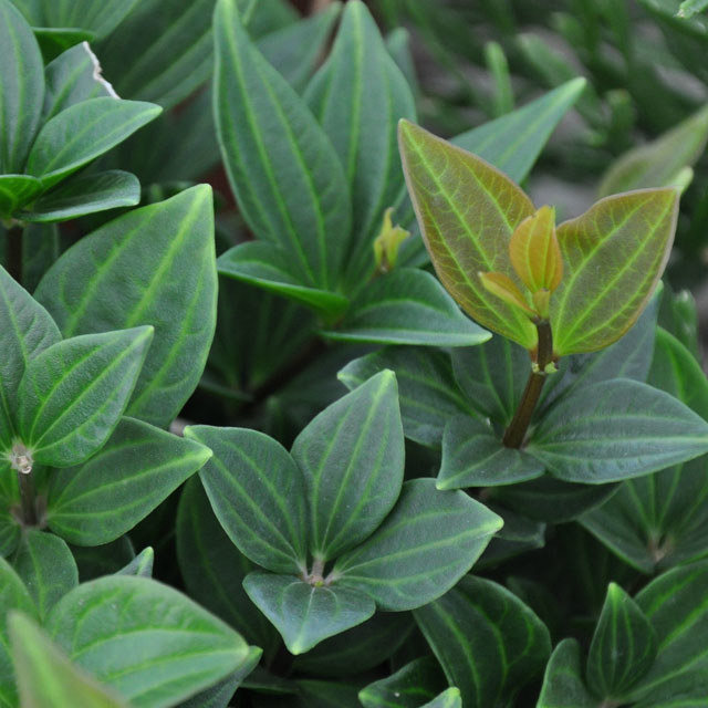 Peperomia puteolata