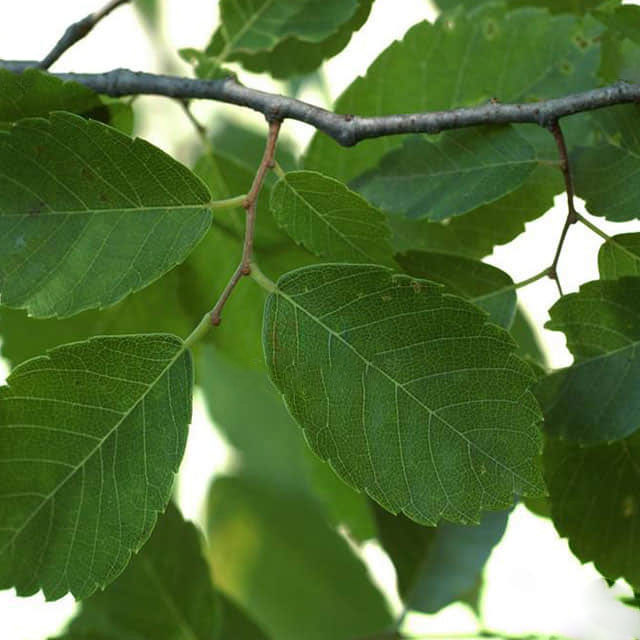 Zelkova serrata