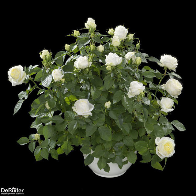 Rosa Polar Ovation Brown Leaf Tips