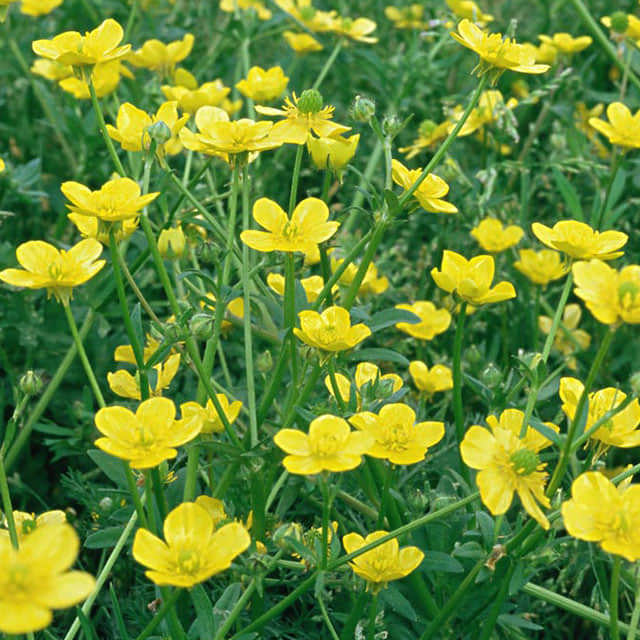 Ranunculus acris