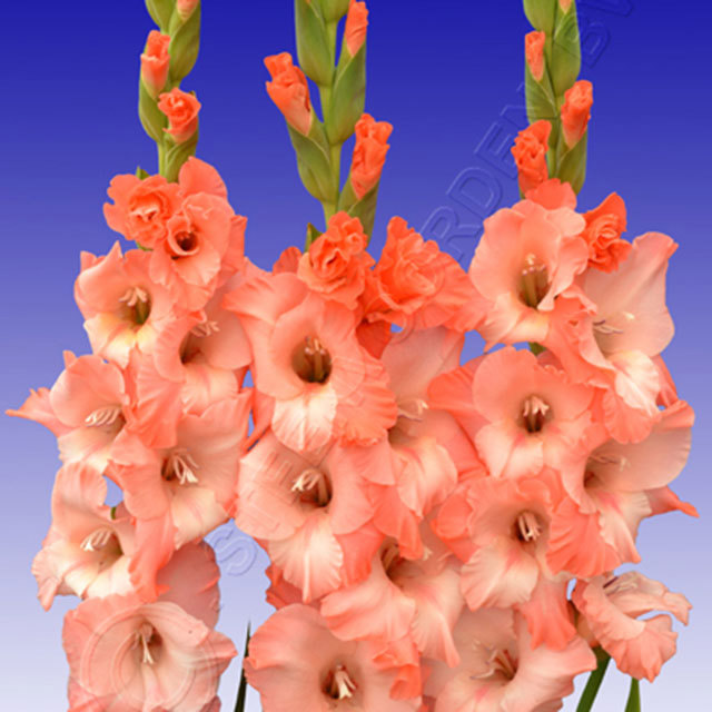 Gladiolus Benvenuto