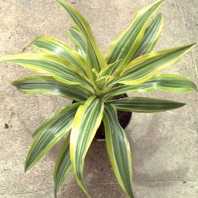 Dracaena deremensis Warneckii