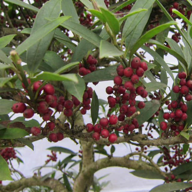 Distylium chinense