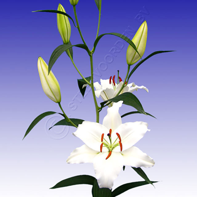 Lilium oriental Laguna Fine Webbing
