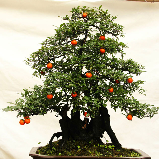 Diospyros cathayensis