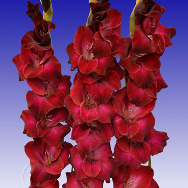 Gladiolus Helena