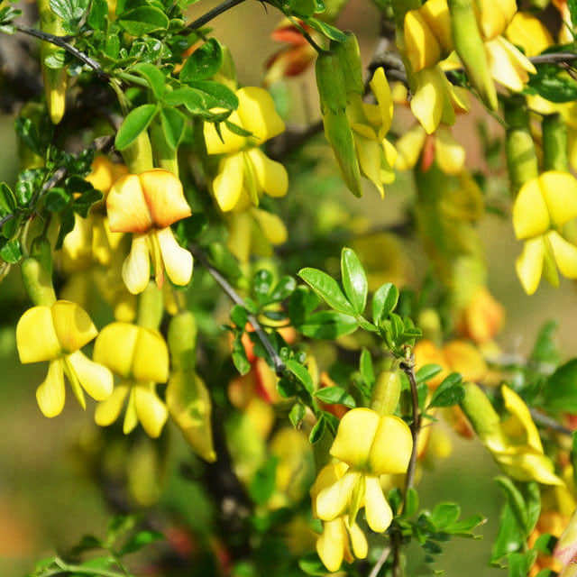 Cytisus scoparius