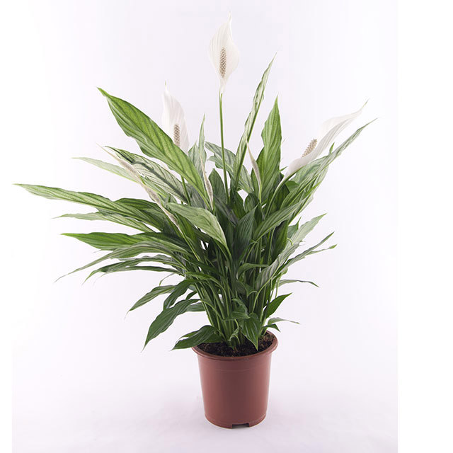 Spathiphyllum Silver Cupido Foglie moscie