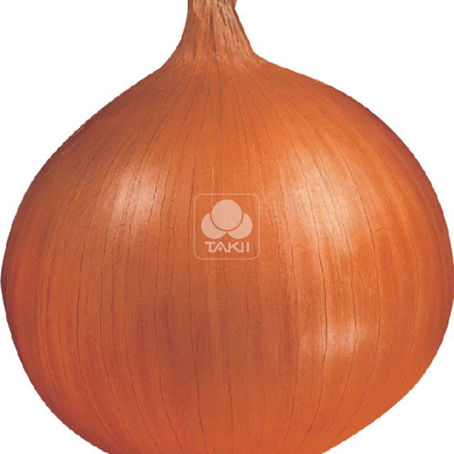 Onion Hi Keeper F1 Tiny Black Flies