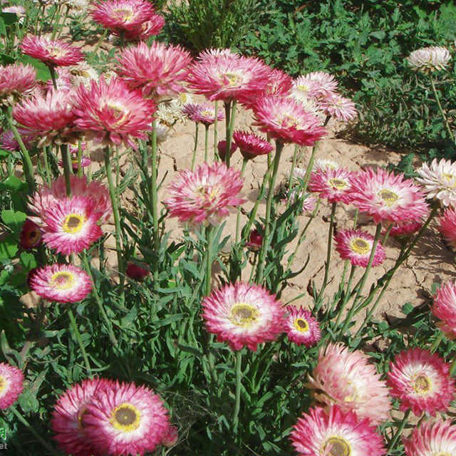 Helichrysum petiolare (Trade Name)