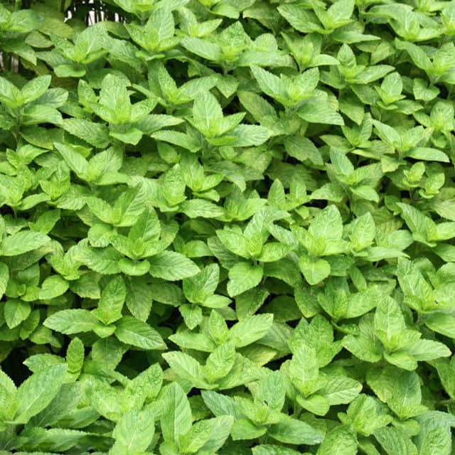 Satureja hortensis
