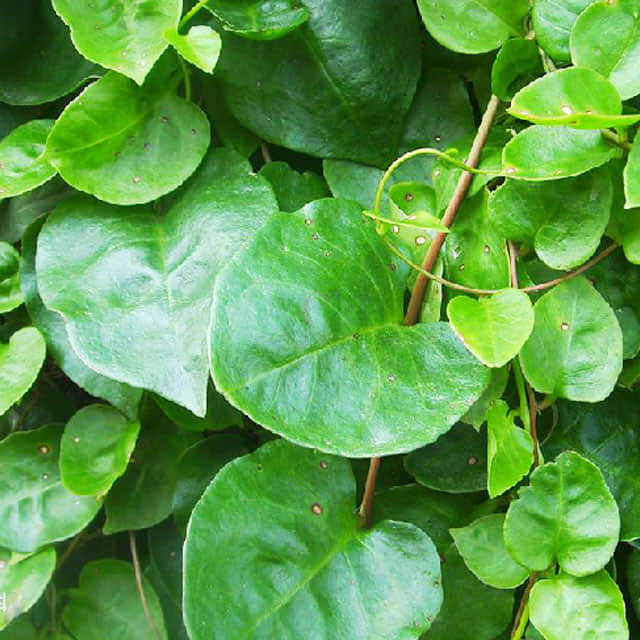 Basella alba
